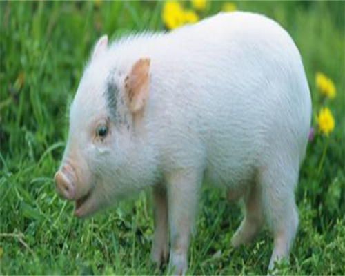 海南捐卵流程表立贝试管助孕包男孩生殖中心谁做代怀妈妈